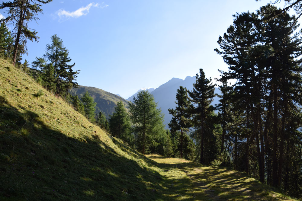 Wanderweg durch Lärchenwald mit Blick auf die Berge rund um die Matscher Alm